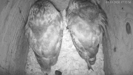 North Carolina Barn Owls Live Cam - Jan 11, 2026, 5:33pm EST