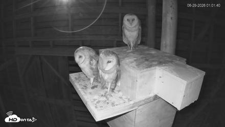 North Carolina Barn Owls Live Cam - Jun 29, 2026, 1:02am EDT
