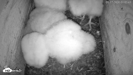 North Carolina Barn Owls Live Cam - May 17, 2026, 1:04am EDT