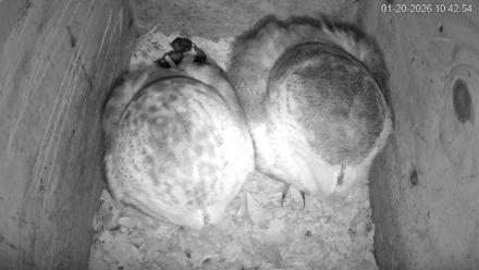 North Carolina Barn Owls Live Cam - Jan 20, 2026, 10:43am EST
