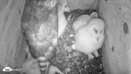 North Carolina Barn Owls Live Cam - May 5, 2026, 4:13pm EDT