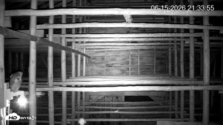 North Carolina Barn Owls Live Cam - Jun 15, 2026, 9:35pm EDT
