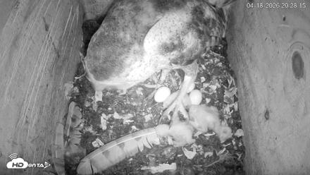 North Carolina Barn Owls Live Cam - Apr 18, 2026, 8:29pm EDT