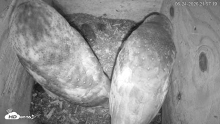 North Carolina Barn Owls Live Cam - Jun 24, 2026, 9:58pm EDT