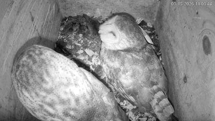North Carolina Barn Owls Live Cam - Mar 15, 2026, 11:04am EDT