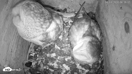 North Carolina Barn Owls Live Cam - Apr 11, 2026, 6:38am EDT