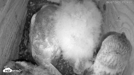 North Carolina Barn Owls Live Cam - Jun 7, 2026, 1:30pm EDT