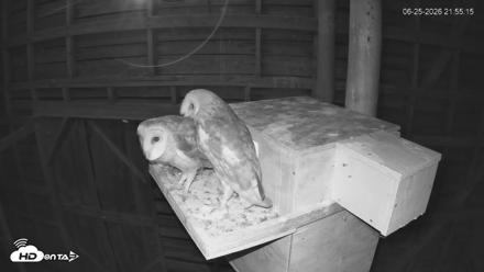 North Carolina Barn Owls Live Cam - Jun 25, 2026, 9:56pm EDT