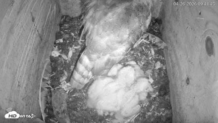 North Carolina Barn Owls Live Cam - Apr 26, 2026, 9:42am EDT
