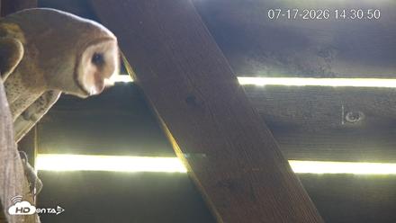 North Carolina Barn Owls Live Cam - Jul 17, 2026, 2:31pm EDT