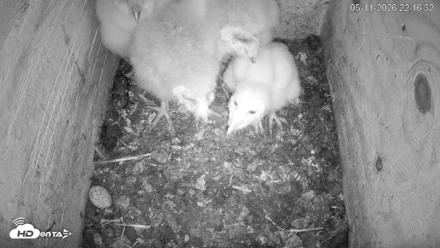 North Carolina Barn Owls Live Cam - May 11, 2026, 10:17pm EDT