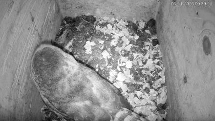 North Carolina Barn Owls Live Cam - Mar 11, 2026, 12:40am EDT