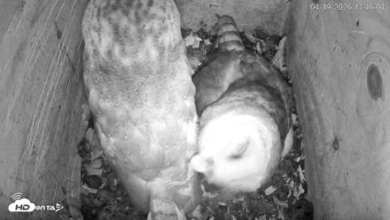 North Carolina Barn Owls Live Cam - Apr 19, 2026, 1:46pm EDT