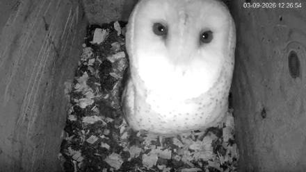 North Carolina Barn Owls Live Cam - Mar 9, 2026, 12:27pm EDT