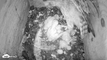 North Carolina Barn Owls Live Cam - Apr 24, 2026, 12:17pm EDT