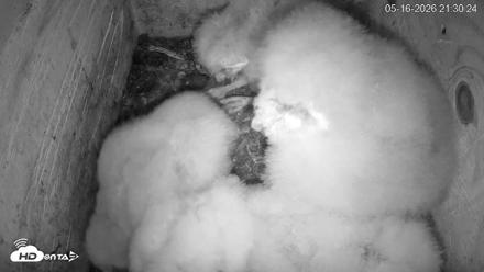 North Carolina Barn Owls Live Cam - May 16, 2026, 9:32pm EDT