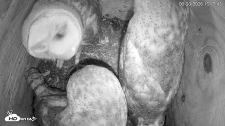 North Carolina Barn Owls Live Cam - Jun 26, 2026, 3:18pm EDT