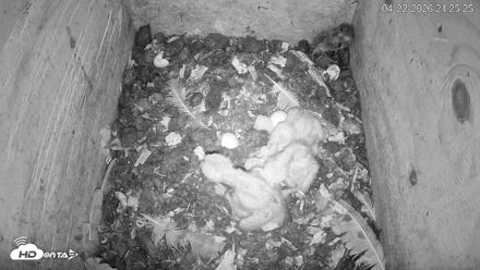 North Carolina Barn Owls Live Cam - Apr 22, 2026, 9:26pm EDT