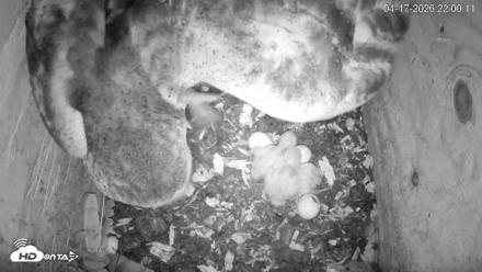 North Carolina Barn Owls Live Cam - Apr 17, 2026, 10:00pm EDT