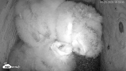 North Carolina Barn Owls Live Cam - May 25, 2026, 6:39pm EDT