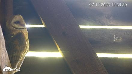 North Carolina Barn Owls Live Cam - Jul 17, 2026, 12:36pm EDT