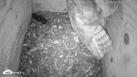 North Carolina Barn Owls Live Cam - Jul 16, 2026, 11:37am EDT