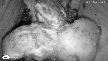 North Carolina Barn Owls Live Cam - Jun 7, 2026, 7:24am EDT