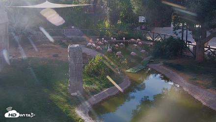 North Carolina Barn Owls Live Cam - Apr 11, 2026, 8:36pm EDT