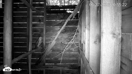 North Carolina Barn Owls Live Cam - Jun 27, 2026, 8:56pm EDT