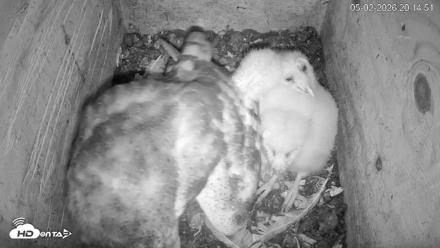 North Carolina Barn Owls Live Cam - May 2, 2026, 8:19pm EDT