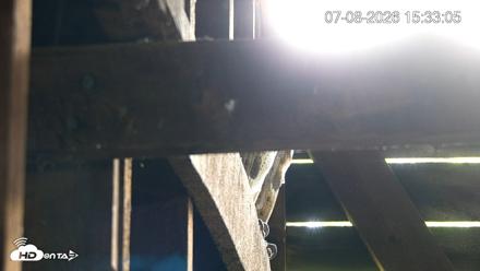 North Carolina Barn Owls Live Cam - Jul 8, 2026, 3:33pm EDT