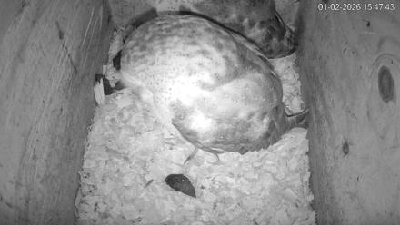 North Carolina Barn Owls Live Cam - Jan 2, 2026, 3:48pm EST