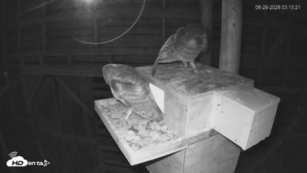 North Carolina Barn Owls Live Cam - Jun 29, 2026, 3:16am EDT