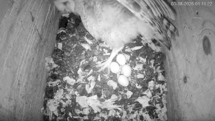 North Carolina Barn Owls Live Cam - Mar 18, 2026, 1:12am EDT
