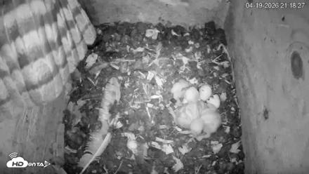 North Carolina Barn Owls Live Cam - Apr 19, 2026, 9:19pm EDT