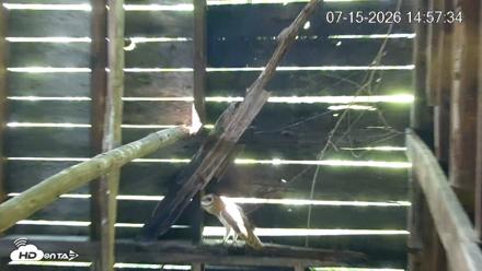North Carolina Barn Owls Live Cam - Jul 15, 2026, 2:58pm EDT