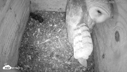 North Carolina Barn Owls Live Cam - Jul 16, 2026, 1:34pm EDT