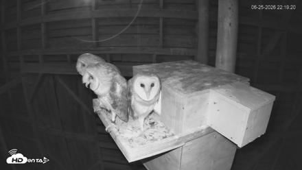 North Carolina Barn Owls Live Cam - Jun 25, 2026, 10:20pm EDT