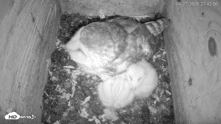 North Carolina Barn Owls Live Cam - Apr 27, 2026, 11:42pm EDT