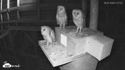 North Carolina Barn Owls Live Cam - Jun 27, 2026, 1:07am EDT