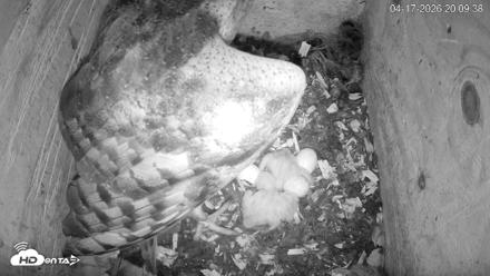 North Carolina Barn Owls Live Cam - Apr 17, 2026, 8:10pm EDT