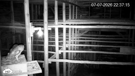 North Carolina Barn Owls Live Cam - Jul 7, 2026, 10:38pm EDT