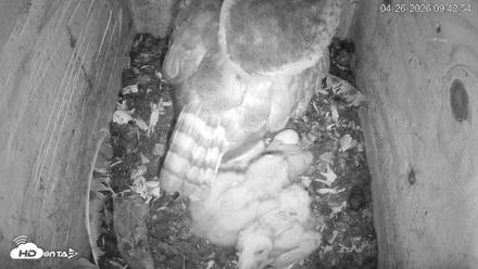 North Carolina Barn Owls Live Cam - Apr 26, 2026, 9:43am EDT