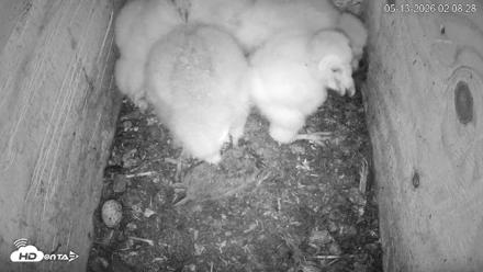 North Carolina Barn Owls Live Cam - May 13, 2026, 2:09am EDT