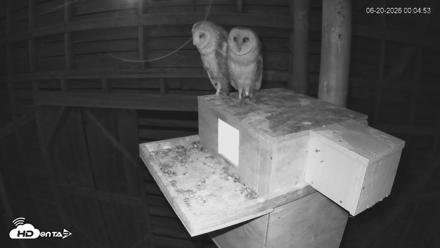 North Carolina Barn Owls Live Cam - Jun 20, 2026, 12:06am EDT