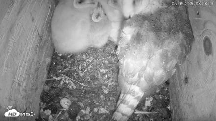 North Carolina Barn Owls Live Cam - May 9, 2026, 8:29am EDT