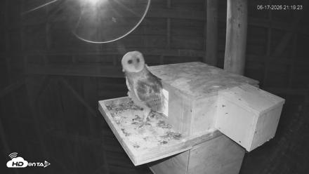 North Carolina Barn Owls Live Cam - Jun 17, 2026, 9:20pm EDT