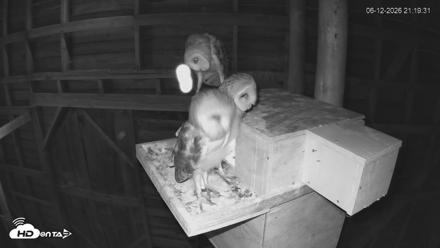 North Carolina Barn Owls Live Cam - Jun 12, 2026, 9:21pm EDT