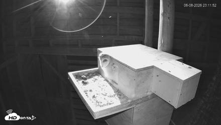 North Carolina Barn Owls Live Cam - Jun 8, 2026, 11:12pm EDT
