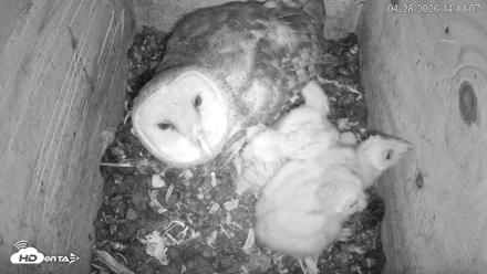 North Carolina Barn Owls Live Cam - Apr 28, 2026, 2:17pm EDT